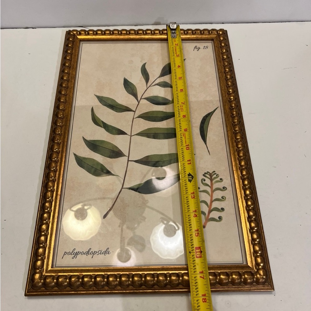 Polypodiopsida fig.18 picture frame decor - Picture 8 of 8